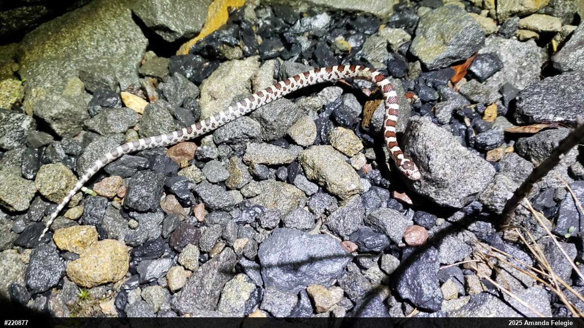 Eastern Milksnake