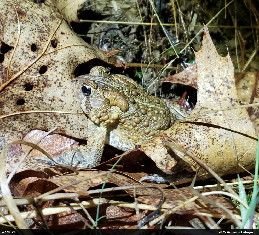 Eastern American Toad