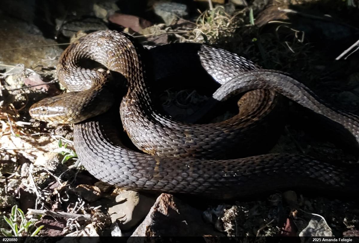 Northern Watersnake