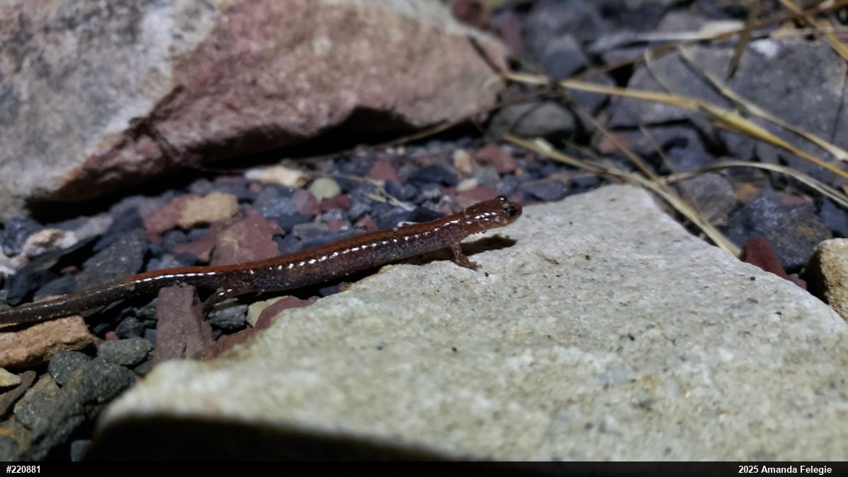 Eastern Red-backed  Salamander