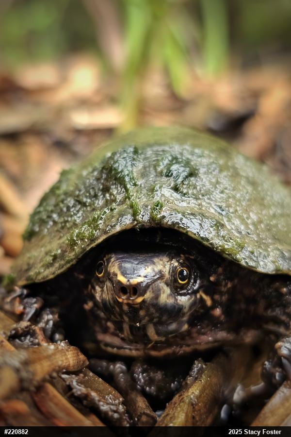 Eastern Musk Turtle