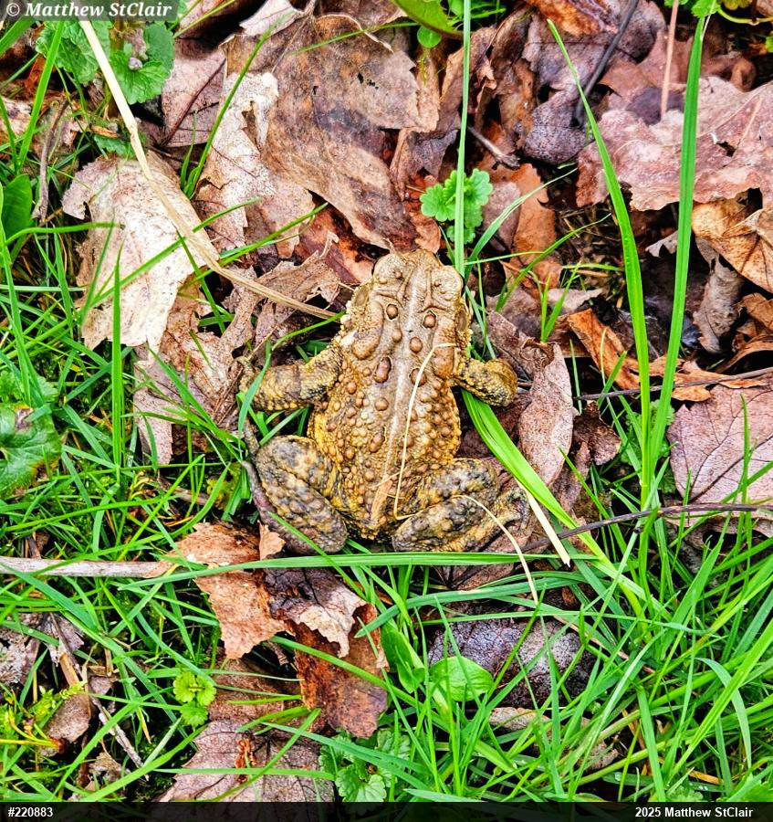 Eastern American Toad