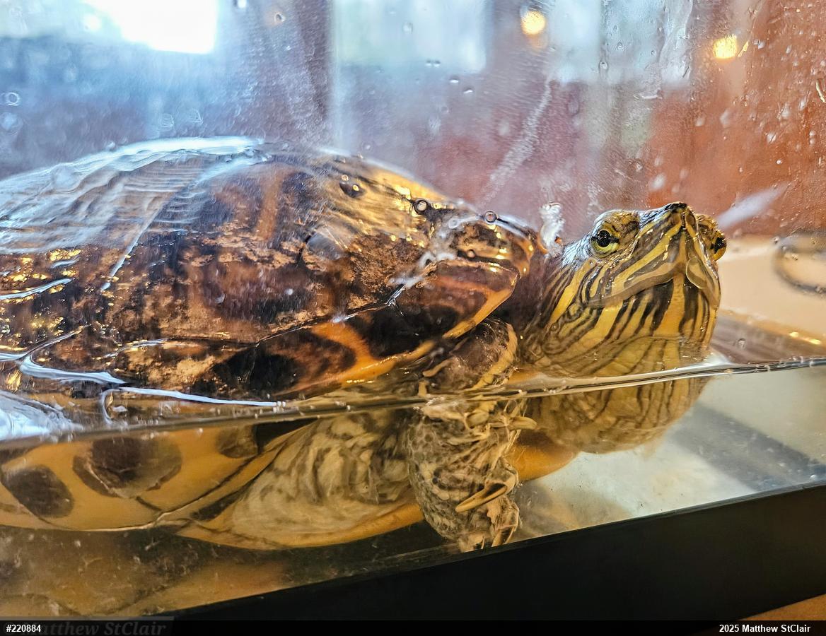 Red-eared Slider