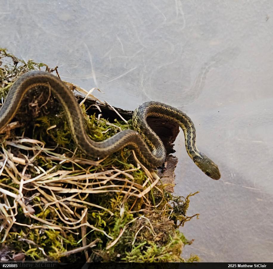 Eastern Gartersnake