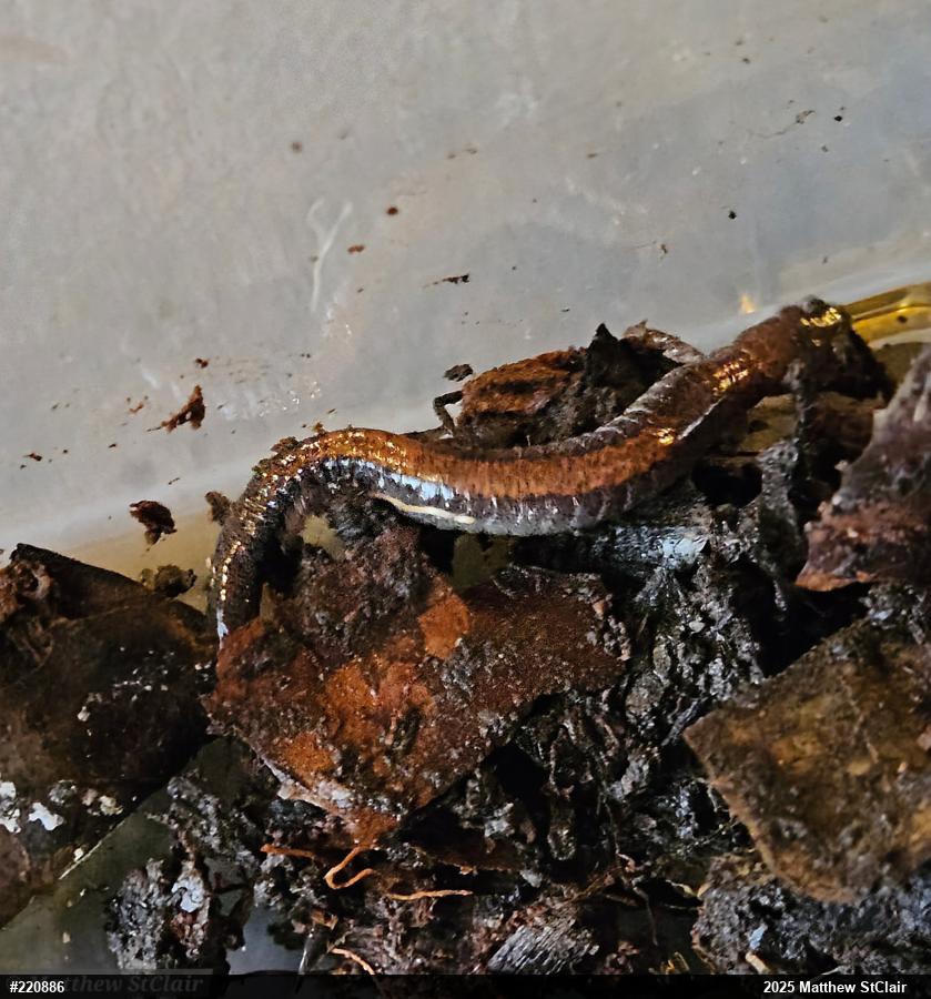 Eastern Red-backed  Salamander