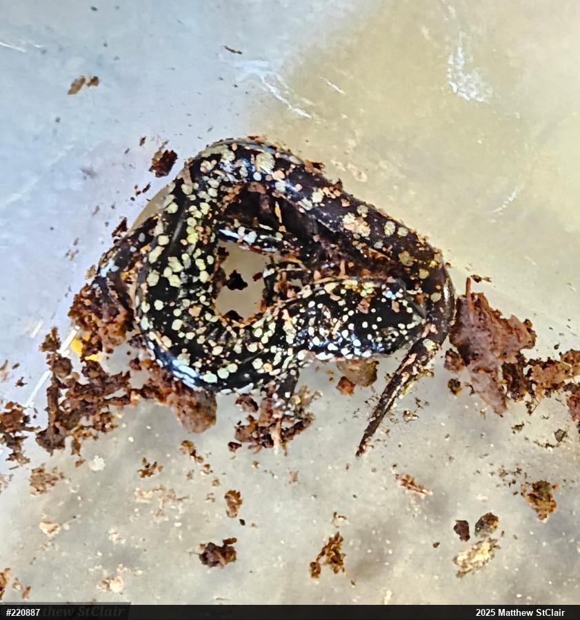 Northern Slimy Salamander