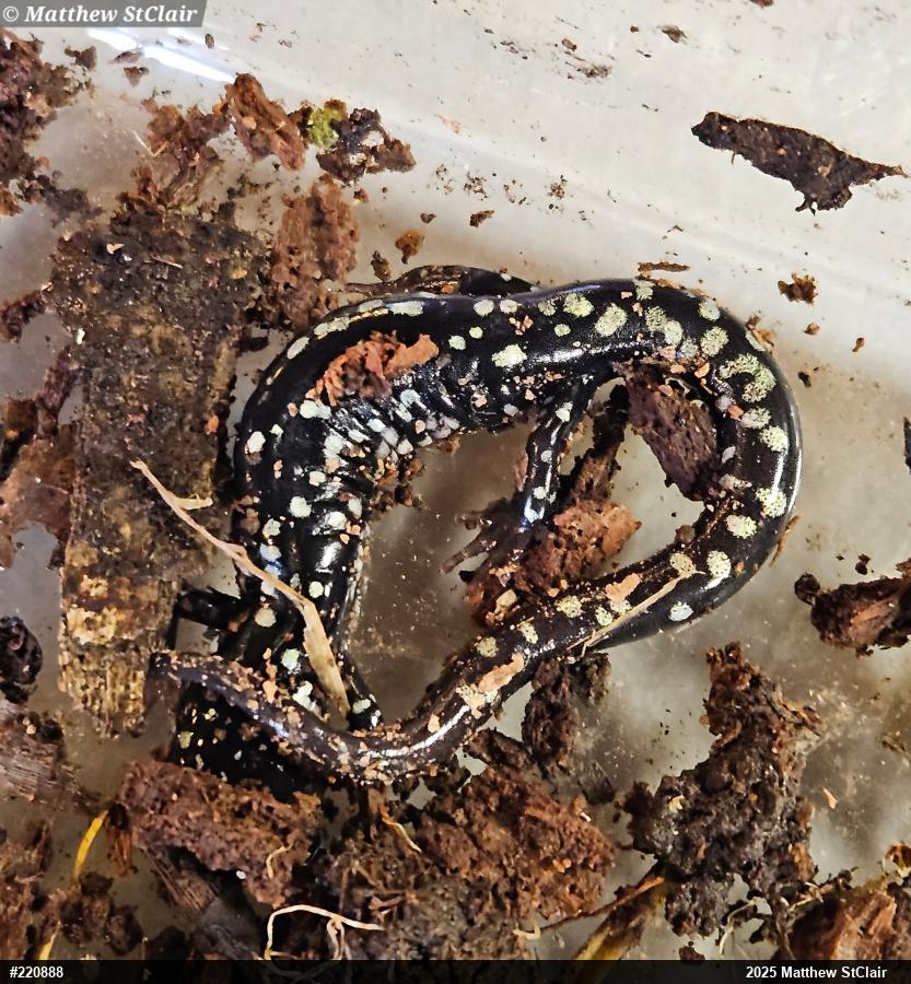Northern Slimy Salamander