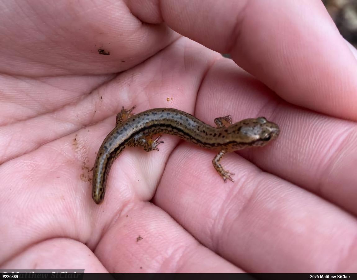 Northern Two-lined Salamander
