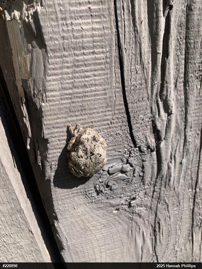 Unknown Gray Treefrog