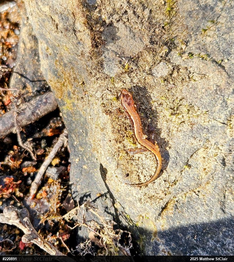 Allegheny Mountain Dusky Salamander