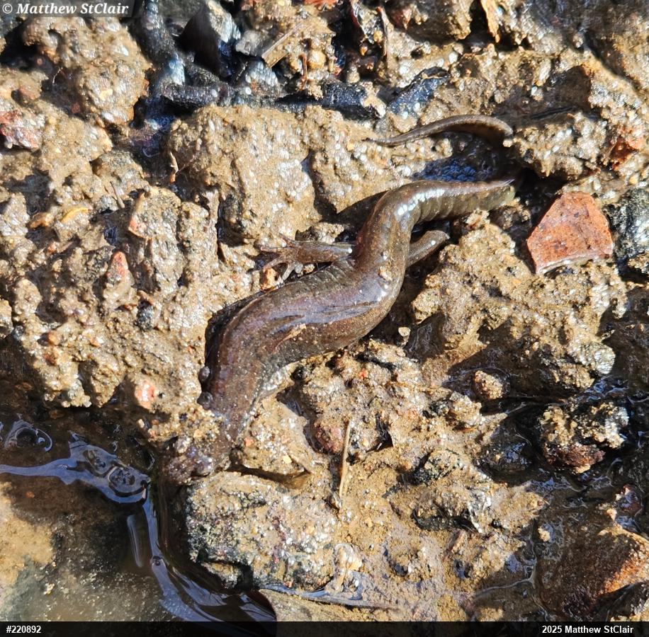 Northern Dusky Salamander