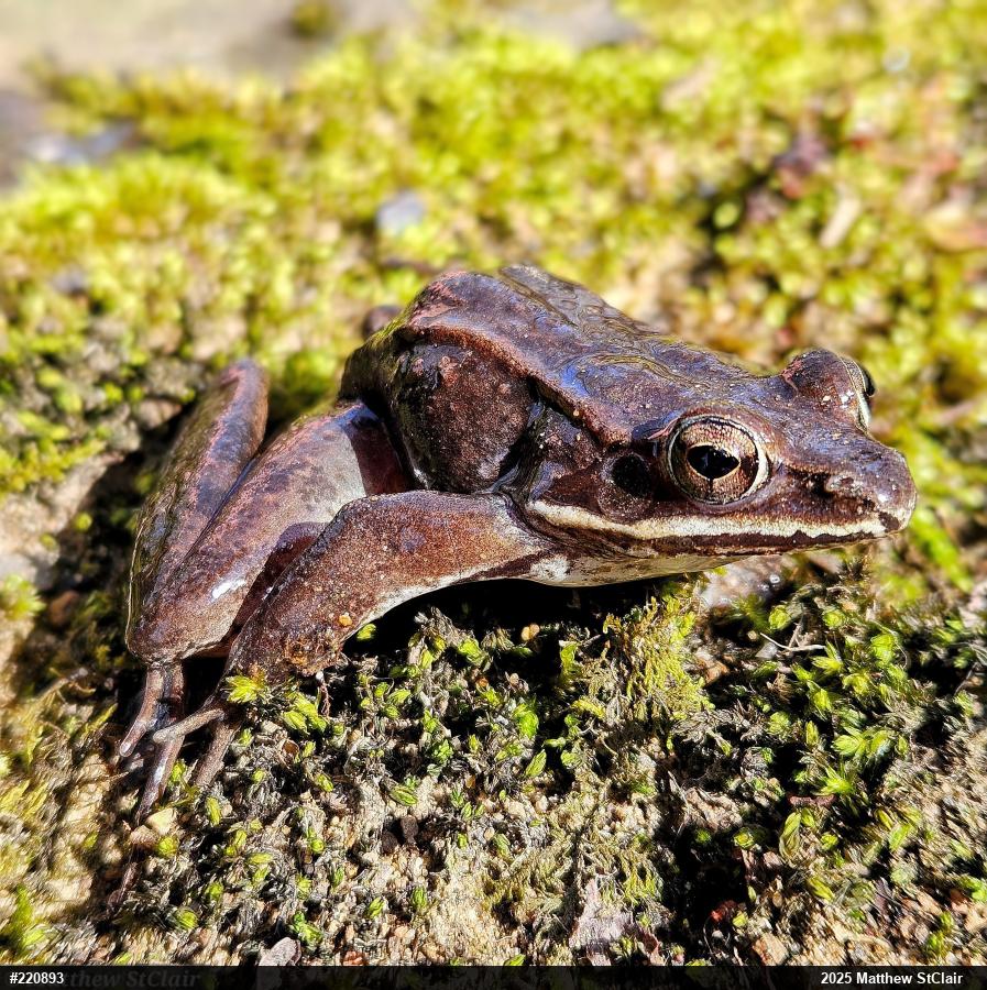 Wood Frog