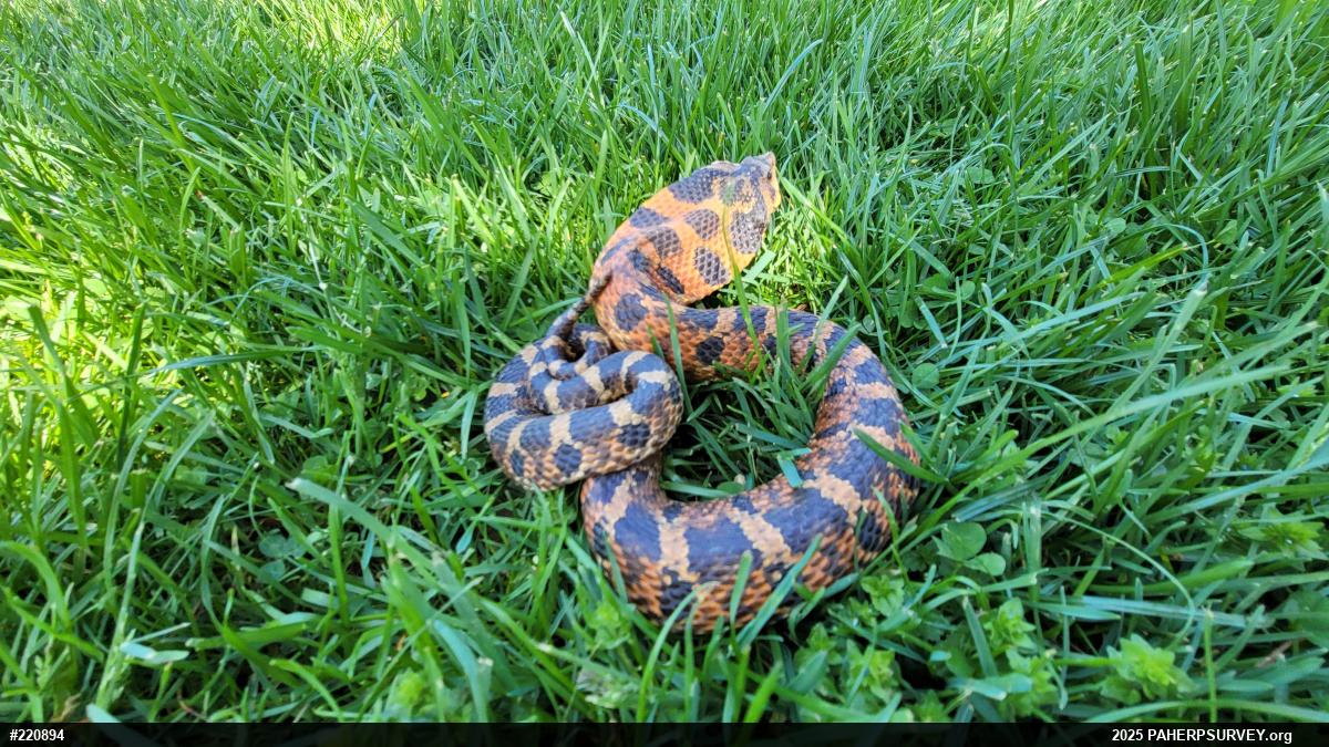 Eastern Hog-nosed Snake