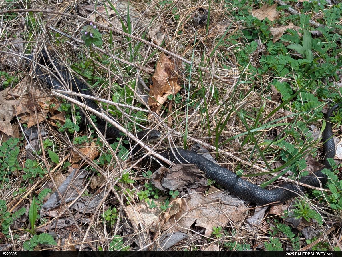 Eastern Ratsnake