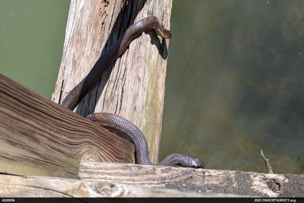 Eastern Ratsnake