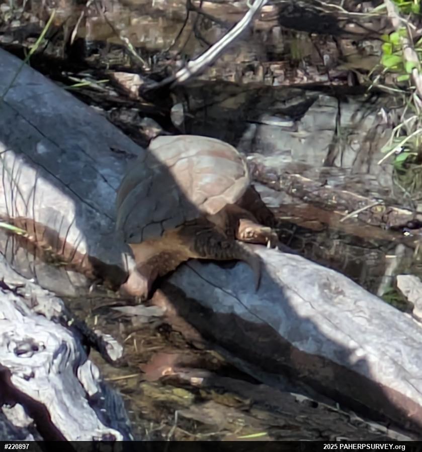 Snapping Turtle