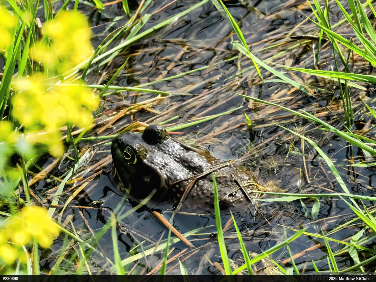 American Bullfrog