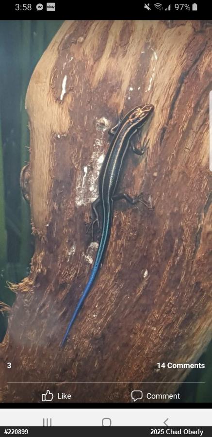 Common Five-lined Skink