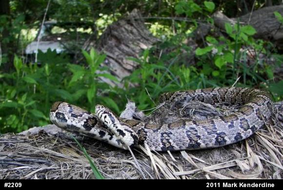 Eastern Milksnake