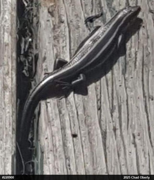 Common Five-lined Skink