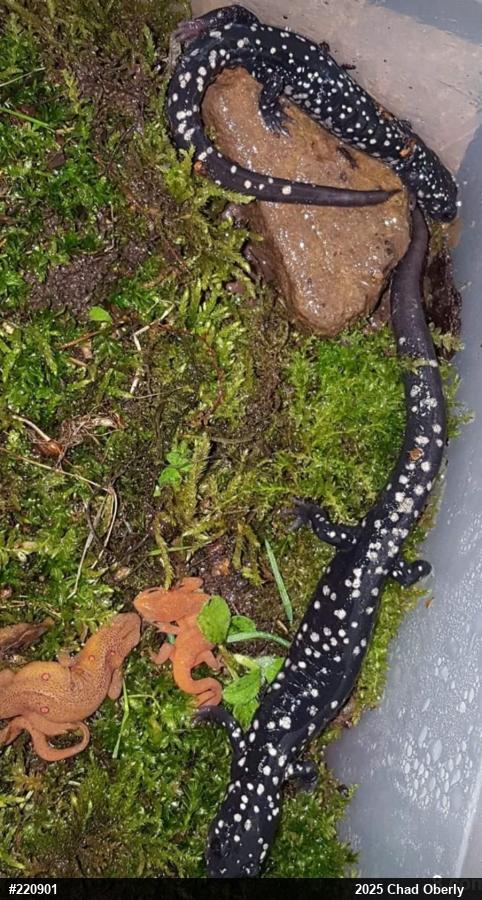 Northern Slimy Salamander