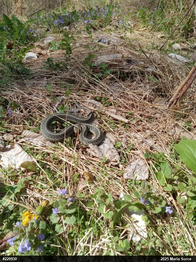 Eastern Gartersnake