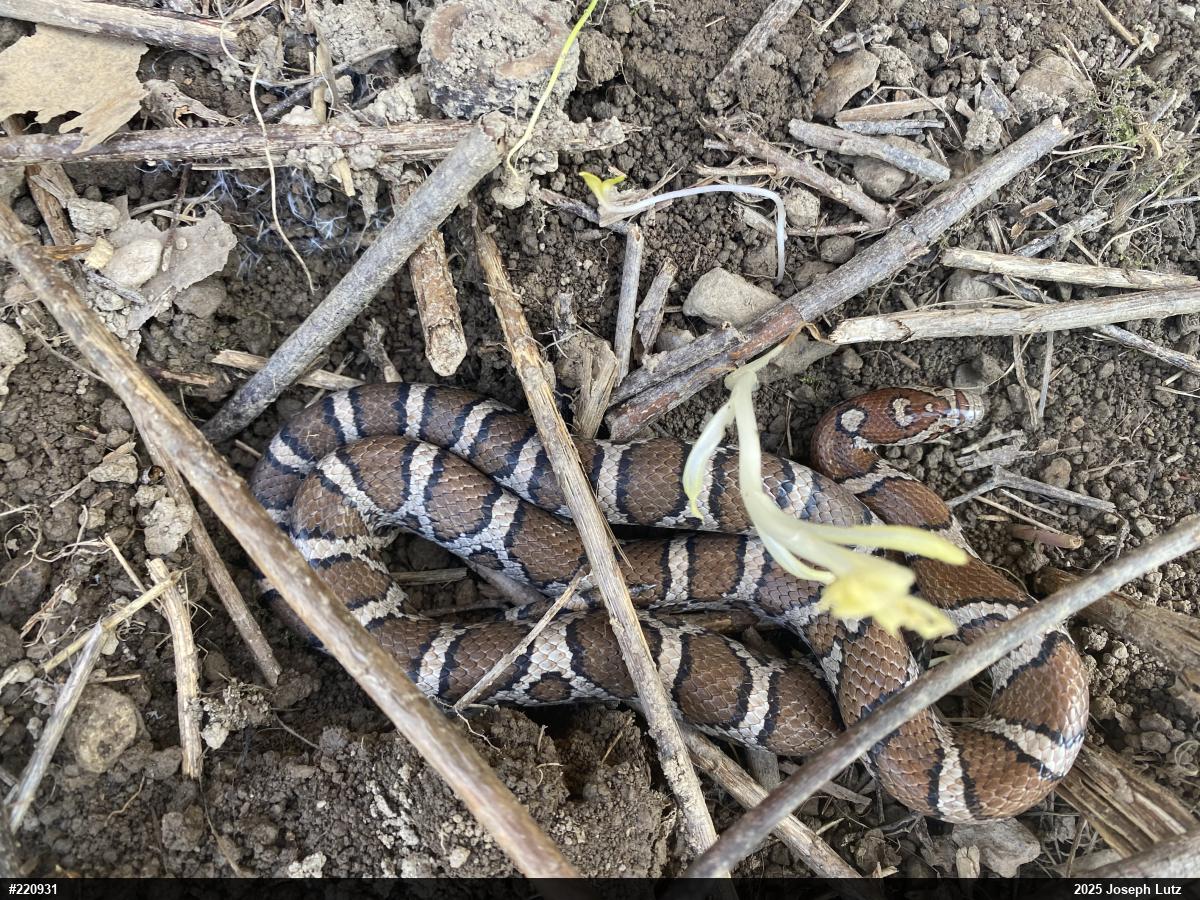 Eastern Milksnake