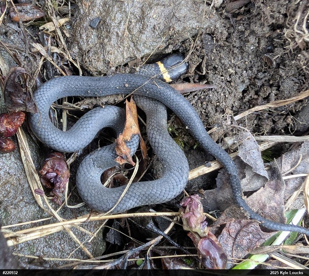 Northern Ring-necked Snake