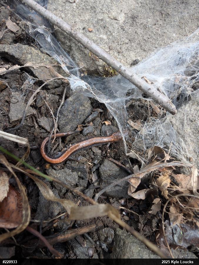 Eastern Red-backed  Salamander