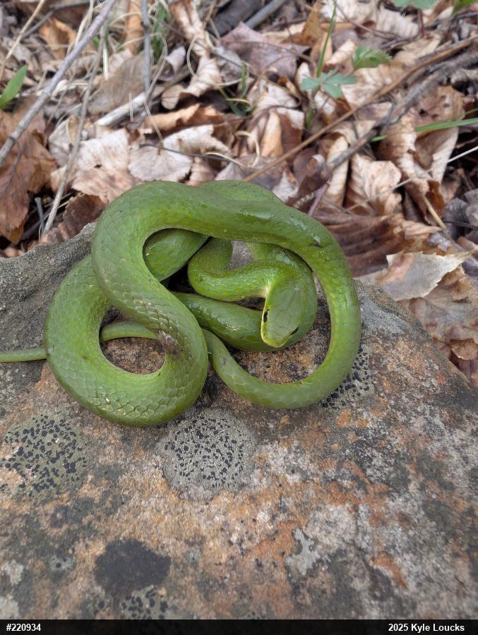 Smooth Greensnake