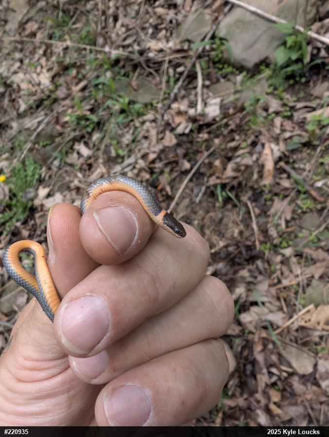 Northern Ring-necked Snake