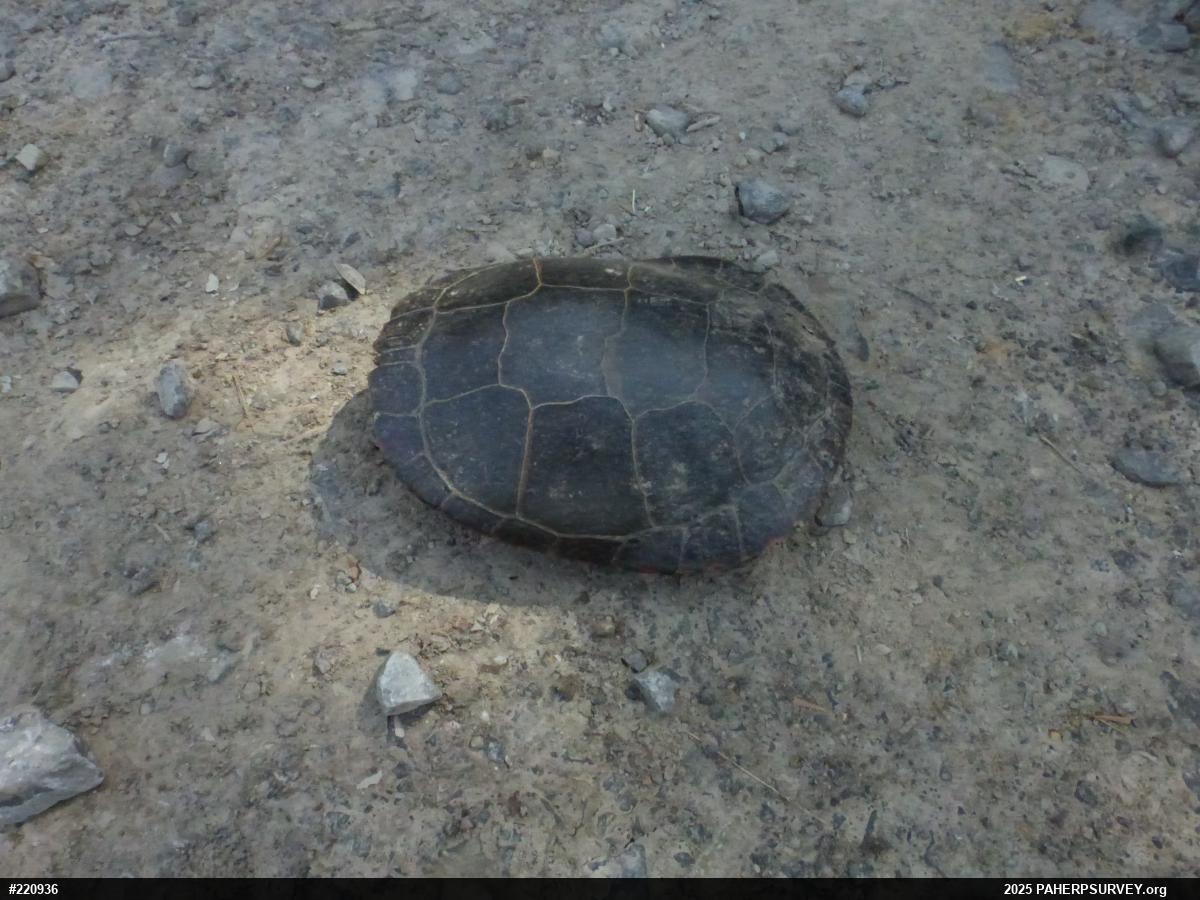Midland Painted Turtle