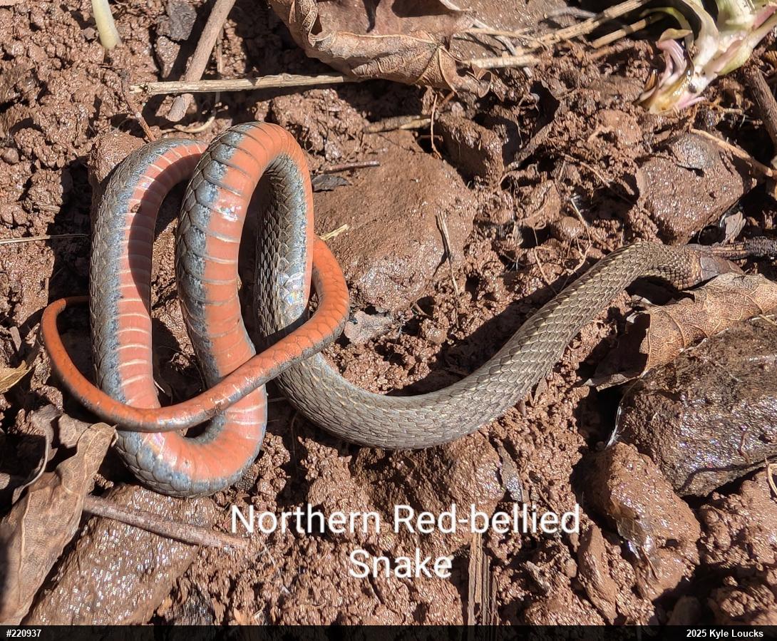 Red-bellied Snake