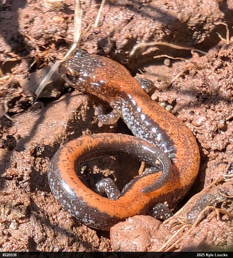 Eastern Red-backed  Salamander