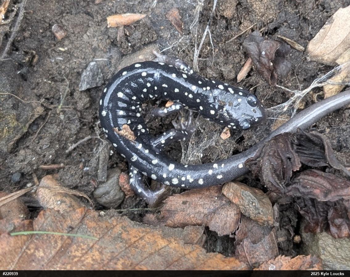 Northern Slimy Salamander