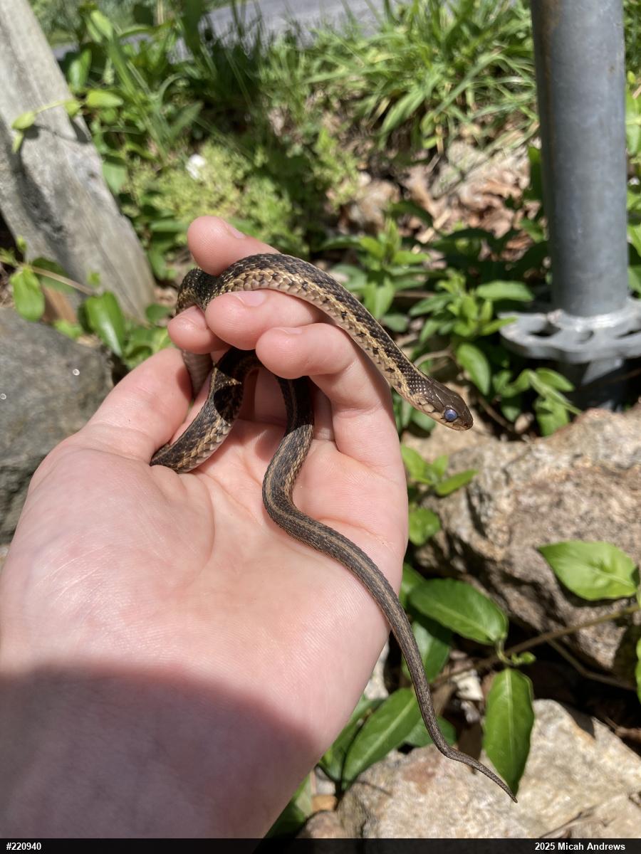 Eastern Gartersnake