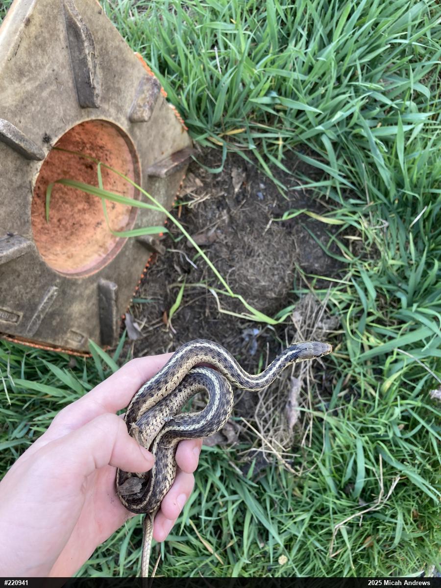 Eastern Gartersnake