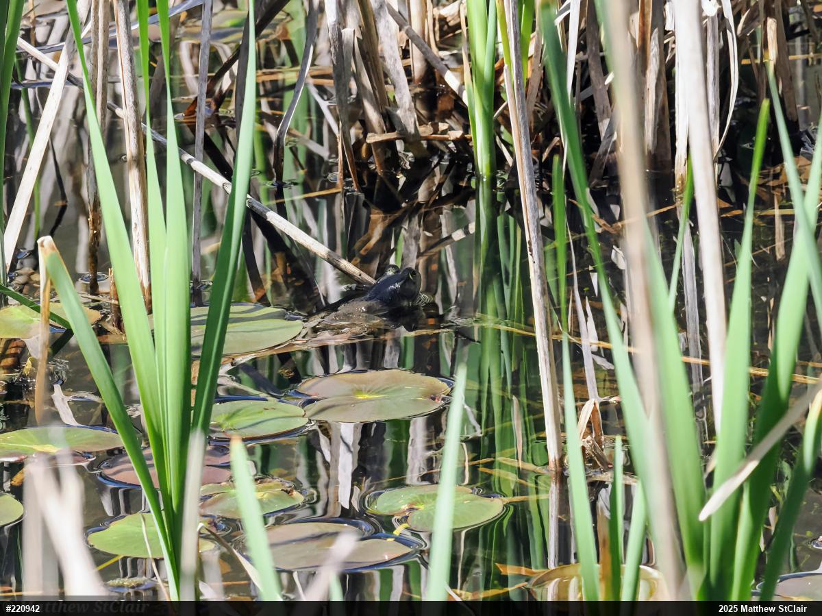 American Bullfrog