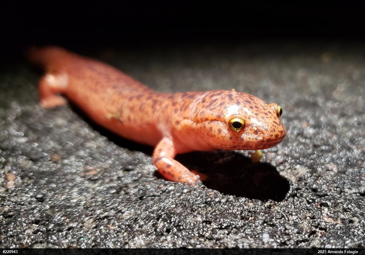 Northern Red Salamander