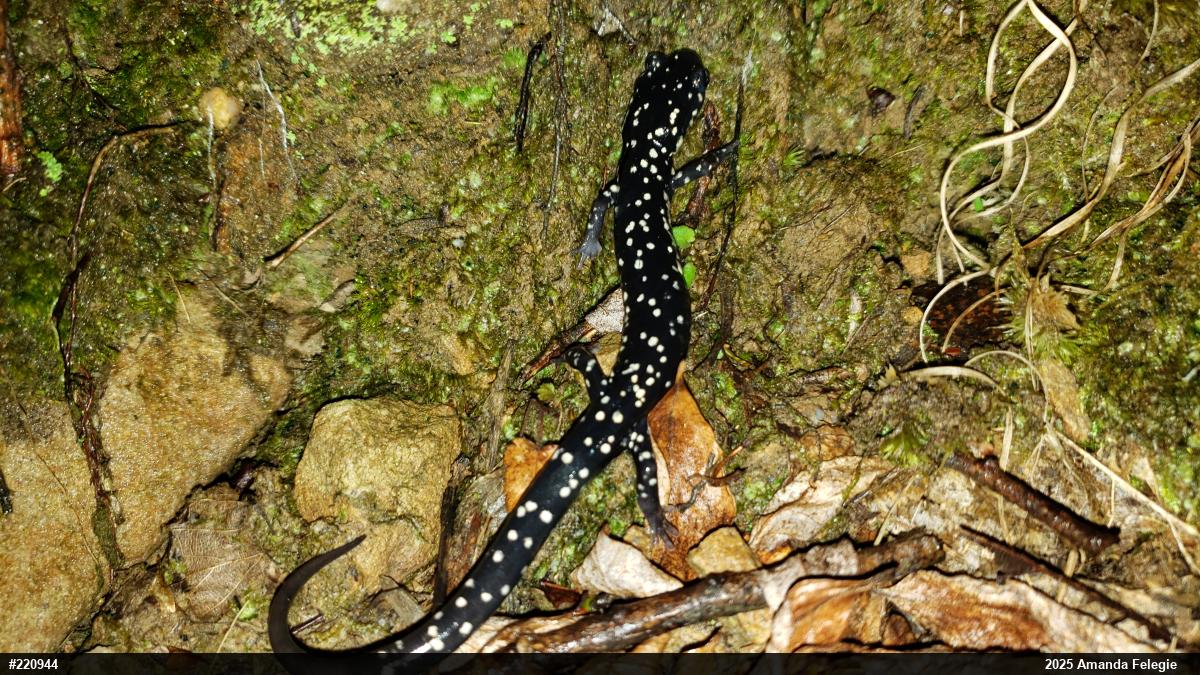 Northern Slimy Salamander