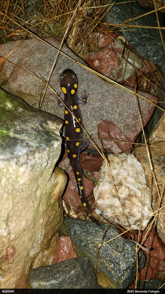 Spotted Salamander