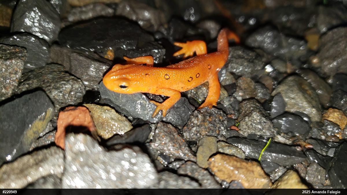 Red-spotted Newt
