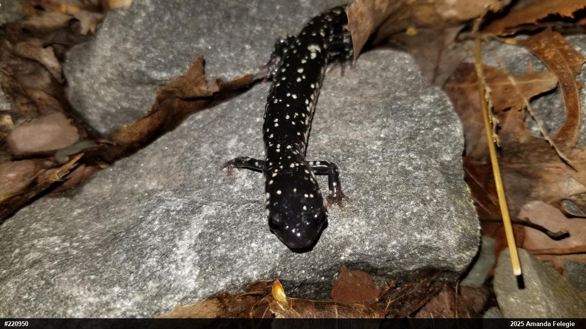 Northern Slimy Salamander