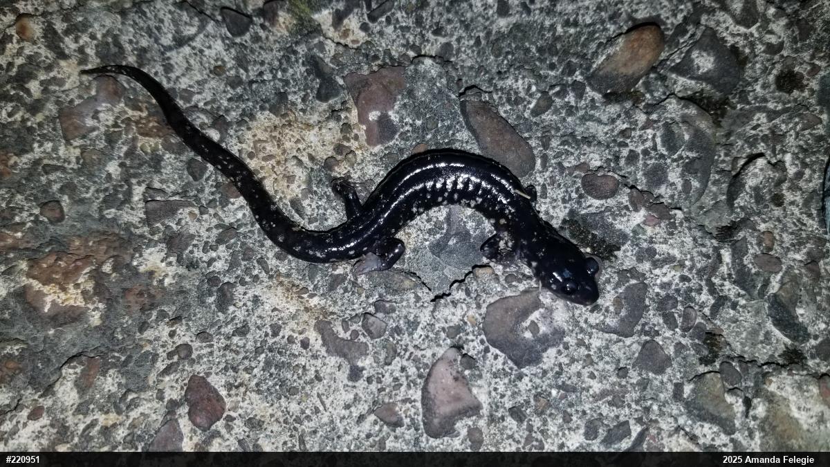 Northern Slimy Salamander