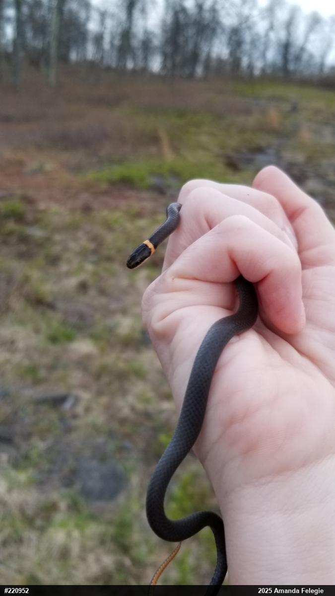 Northern Ring-necked Snake