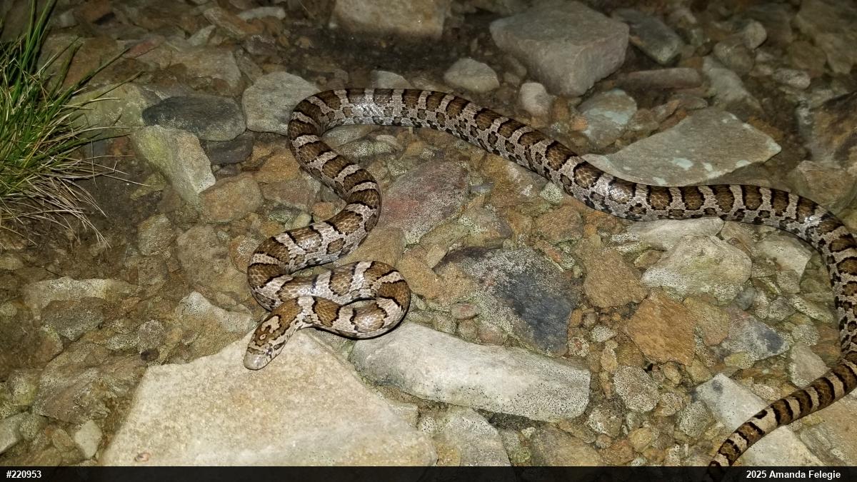 Eastern Milksnake