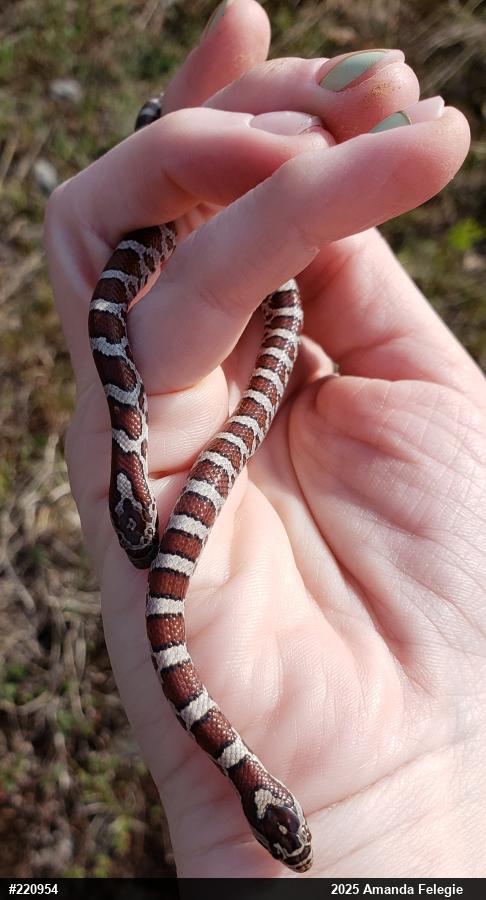 Eastern Milksnake