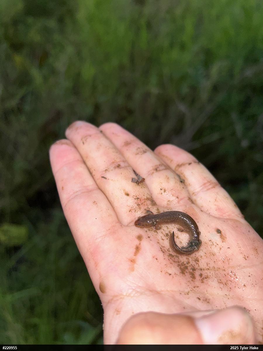 Northern Red Salamander
