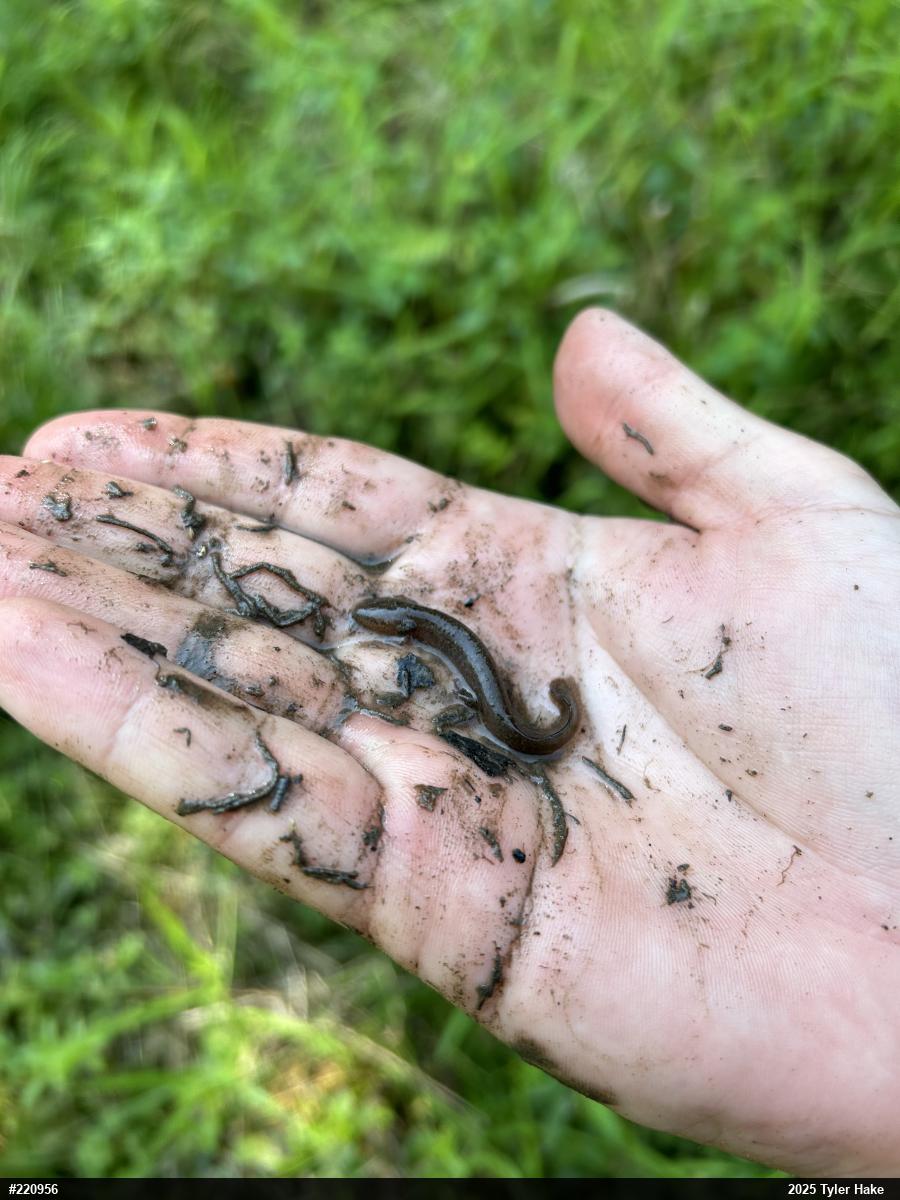Northern Red Salamander