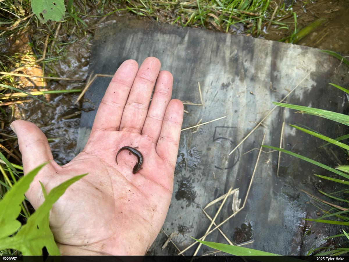 Northern Red Salamander